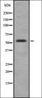 Cytochrome P450 Family 3 Subfamily A Member 5 antibody, orb336991, Biorbyt, Western Blot image 