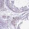 HEAT repeat-containing protein 1 antibody, HPA046917, Atlas Antibodies, Immunohistochemistry frozen image 