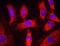 Ribosomal Protein L26 antibody, NBP2-22233, Novus Biologicals, Proximity Ligation Assay image 
