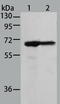 Moesin antibody, TA323009, Origene, Western Blot image 
