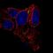 Gap junction beta-6 protein antibody, NBP2-61141, Novus Biologicals, Immunofluorescence image 