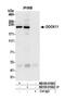 Dedicator Of Cytokinesis 11 antibody, NB100-81662, Novus Biologicals, Western Blot image 