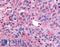 WNK1 antibody, LS-A7959, Lifespan Biosciences, Immunohistochemistry frozen image 