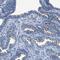 Cilia And Flagella Associated Protein 77 antibody, HPA021329, Atlas Antibodies, Immunohistochemistry paraffin image 