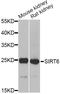 Methionine Sulfoxide Reductase A antibody, A12464, ABclonal Technology, Western Blot image 