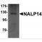 NLR Family Pyrin Domain Containing 14 antibody, MBS150098, MyBioSource, Western Blot image 