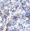 Pc4 antibody, PA1-24480, Invitrogen Antibodies, Immunohistochemistry frozen image 
