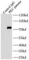 Protein Kinase C Gamma antibody, FNab06485, FineTest, Immunoprecipitation image 