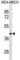Leucine Rich Repeat Containing 39 antibody, abx030834, Abbexa, Western Blot image 
