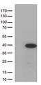 Hes Family BHLH Transcription Factor 1 antibody, GTX84375, GeneTex, Western Blot image 