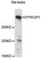 Dynein Cytoplasmic 2 Heavy Chain 1 antibody, A13126, ABclonal Technology, Western Blot image 