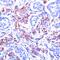 Erythrocyte Membrane Protein Band 4.1 Like 1 antibody, 51-111, ProSci, Immunohistochemistry paraffin image 