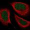 Zinc Finger CCCH-Type Containing 8 antibody, NBP2-33980, Novus Biologicals, Immunofluorescence image 