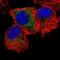 Male-Enhanced Antigen 1 antibody, NBP1-81245, Novus Biologicals, Immunofluorescence image 