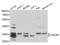 Syndecan Binding Protein antibody, abx004101, Abbexa, Western Blot image 
