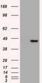 Keratin 19 antibody, TA500019, Origene, Western Blot image 