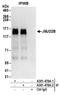Lysine-specific demethylase 4B antibody, A301-478A, Bethyl Labs, Immunoprecipitation image 