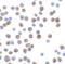 BCL2 Like 11 antibody, SPC-164D-A390, StressMarq, Immunocytochemistry image 