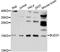 BUD31 Homolog antibody, abx125583, Abbexa, Western Blot image 