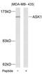 Mitogen-Activated Protein Kinase Kinase Kinase 5 antibody, 79-329, ProSci, Western Blot image 