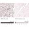 Methylcytosine dioxygenase TET3 antibody, NBP2-13427, Novus Biologicals, Immunohistochemistry paraffin image 