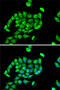Cpt1 antibody, 19-575, ProSci, Immunofluorescence image 