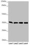 G protein subunit beta-2 antibody, LS-C675821, Lifespan Biosciences, Western Blot image 