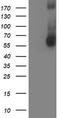 AP2M1 antibody, TA503019S, Origene, Western Blot image 