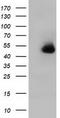 Haptoglobin antibody, TA501705, Origene, Western Blot image 