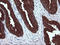 Protein Mdm4 antibody, LS-C337950, Lifespan Biosciences, Immunohistochemistry frozen image 