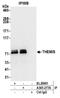 Thymocyte Selection Associated antibody, A305-277A, Bethyl Labs, Immunoprecipitation image 