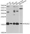 PROK2 antibody, A6705, ABclonal Technology, Western Blot image 