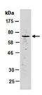 Man1a antibody, orb67193, Biorbyt, Western Blot image 