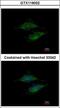 Mitochondrial Ribosomal Protein S23 antibody, GTX119032, GeneTex, Immunofluorescence image 