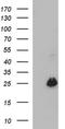 Vascular Endothelial Growth Factor B antibody, NBP2-46330, Novus Biologicals, Western Blot image 