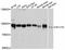 Sec23 Homolog A, Coat Complex II Component antibody, abx126521, Abbexa, Western Blot image 