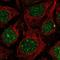 Regulator Of Cell Cycle antibody, PA5-66622, Invitrogen Antibodies, Immunofluorescence image 