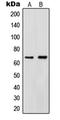 IK Cytokine antibody, LS-C352349, Lifespan Biosciences, Western Blot image 