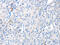 MAGE Family Member B4 antibody, CSB-PA907852, Cusabio, Immunohistochemistry frozen image 
