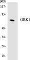 GRK1 antibody, LS-C292036, Lifespan Biosciences, Western Blot image 