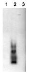 Amyloid Beta Precursor Protein antibody, AM00003BT-N, Origene, Western Blot image 