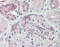 Dual Specificity Phosphatase 22 antibody, TA340527, Origene, Immunohistochemistry paraffin image 