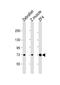 Heat Shock Protein Family A (Hsp70) Member 8 antibody, PA5-72281, Invitrogen Antibodies, Western Blot image 