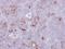 CD74 Molecule antibody, NBP1-33109, Novus Biologicals, Immunohistochemistry frozen image 
