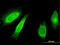 Staufen Double-Stranded RNA Binding Protein 1 antibody, LS-C198279, Lifespan Biosciences, Immunofluorescence image 