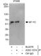 Nuclear Transcription Factor Y Subunit Gamma antibody, A302-107A, Bethyl Labs, Immunoprecipitation image 