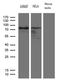 RNA polymerase II elongation factor ELL antibody, LS-C799740, Lifespan Biosciences, Western Blot image 