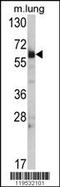 Heat shock 70 kDa protein 14 antibody, TA324868, Origene, Western Blot image 