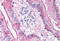 Gremlin 1, DAN Family BMP Antagonist antibody, MBS241027, MyBioSource, Immunohistochemistry frozen image 