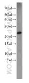 Dermatopontin antibody, 14777-1-AP, Proteintech Group, Western Blot image 